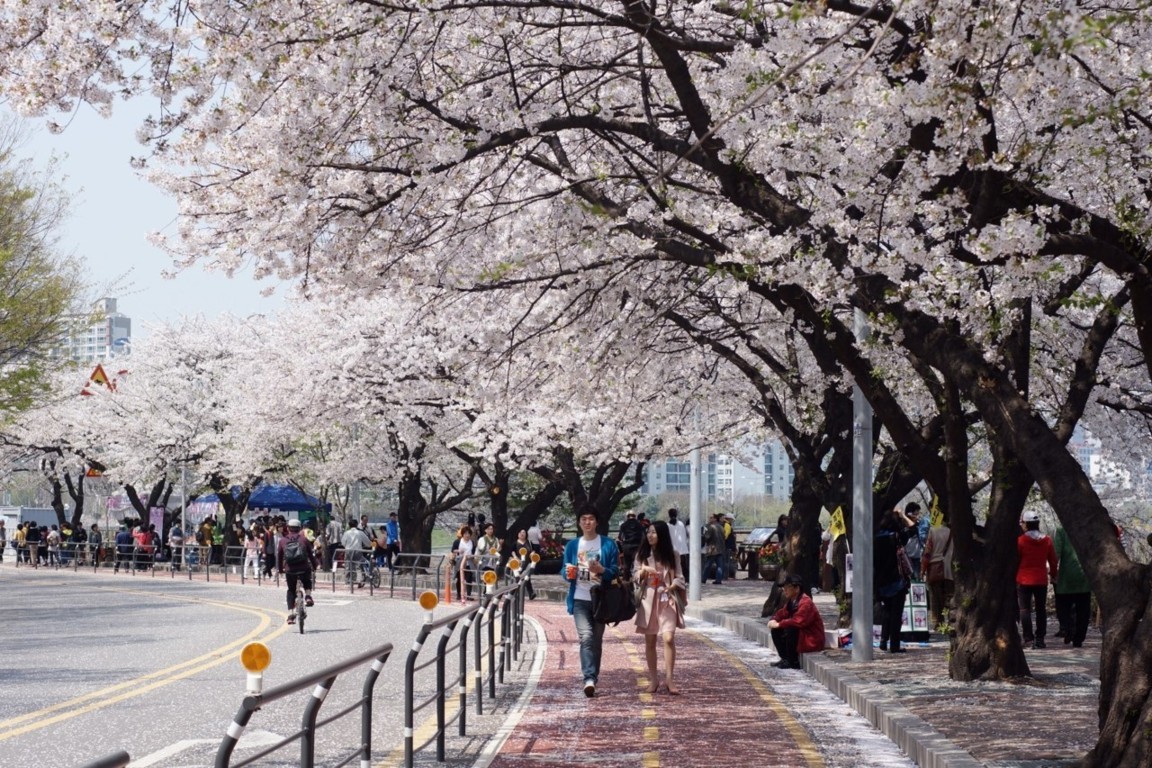 Lễ hội hoa anh đào Yeouido 